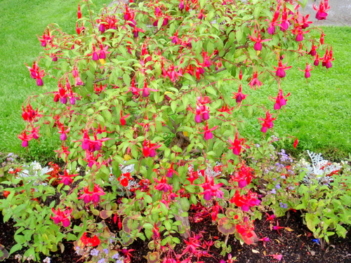 Purple/Pink Flowers.